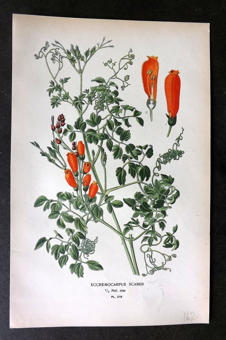 Step, Edward 1897 Botanical Print. Eccremocarpus Scaber 216 (1 of 1)