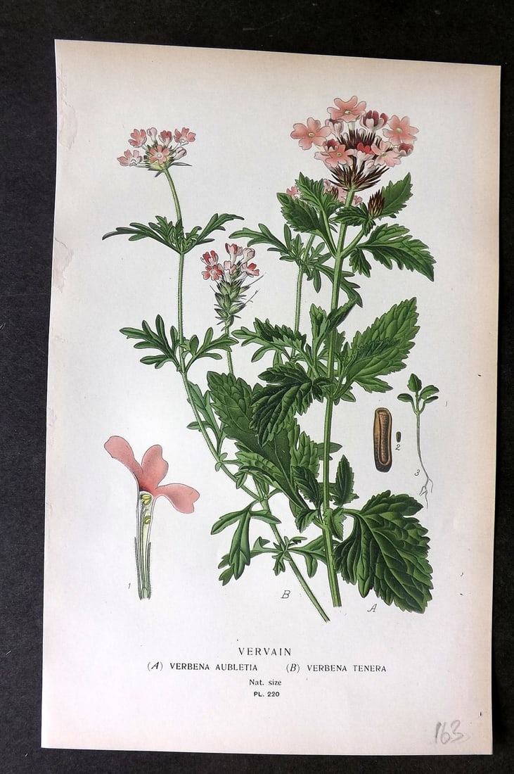 Step, Edward 1897 Botanical Print. Vervain 220: Chromolithographs Published 1896-97 by Frederick Warne & Co., London for "Favourite Flowers of Garden and Greenhouse" by Edward Step and William Watson. Paper Size: 9.5 x 6 inch (24 x 15cm) Good Condi