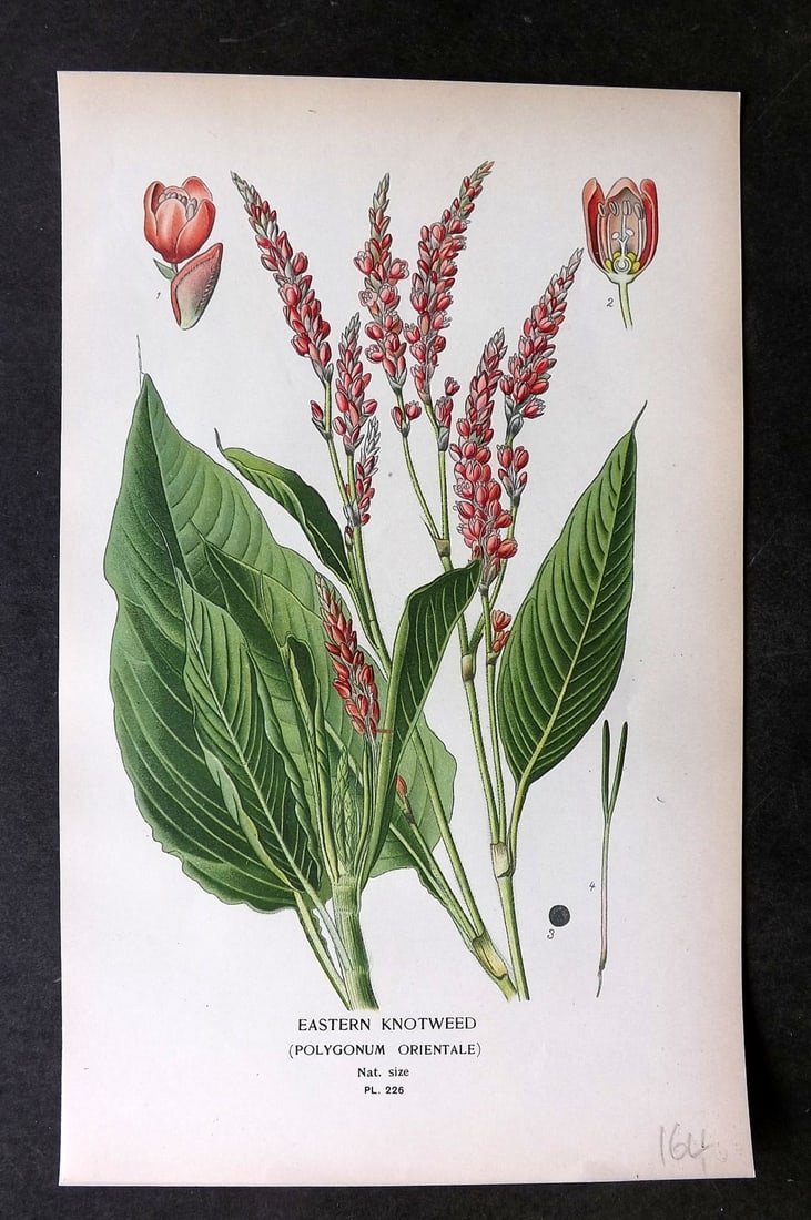 Step, Edward 1897 Botanical Print. Eastern Knotweed 226 (1 of 1)
