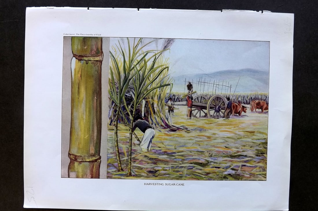 Ward, Artemas 1923 Antique Botanical Print. Harvesting Sugar Cane: Offset Lithograph Published 1923, New York for "The Encyclopedia of Food" by Artemas Ward. Paper Size: 10.5 x 7.5 inch (27 x 19cm) Good Condition