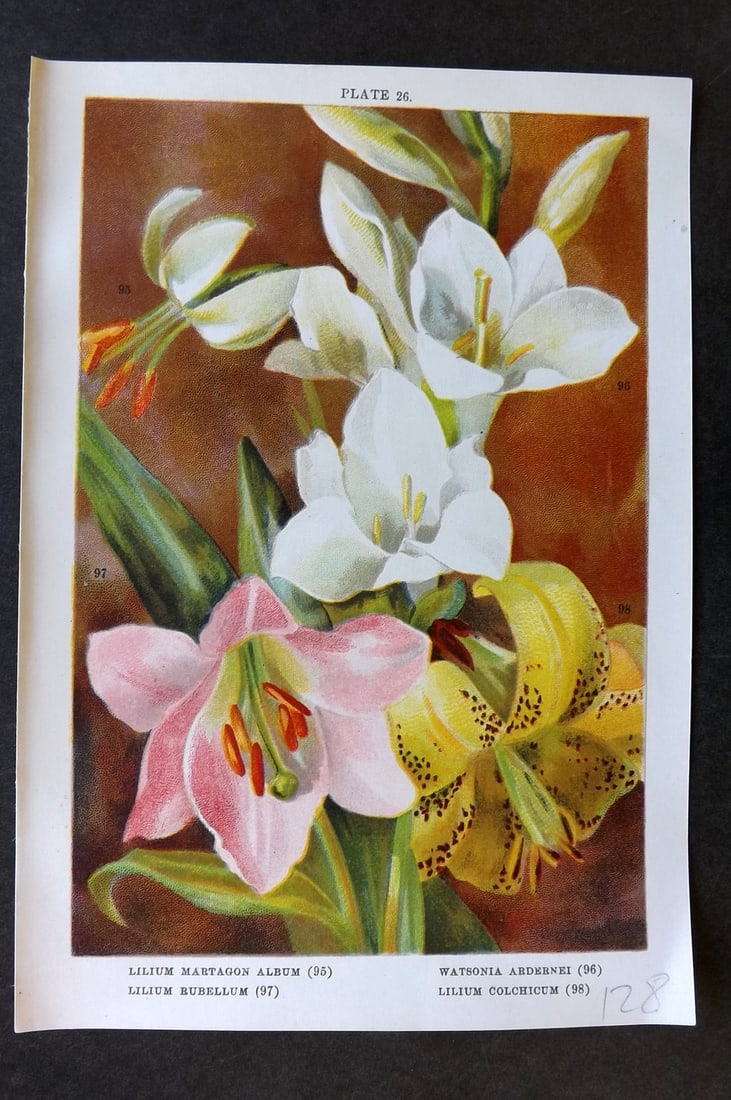 Weathers, John 1905 Botanical Print. Lilium Martagon, Rubellum, Colchicum 26: Chromolithograph Published 1905, London for "Beautiful Bulbous Plants for the Open Air" by John Weathers. Paper Size: 8 x 5.5 inch (20 x 14cm) Good Condition