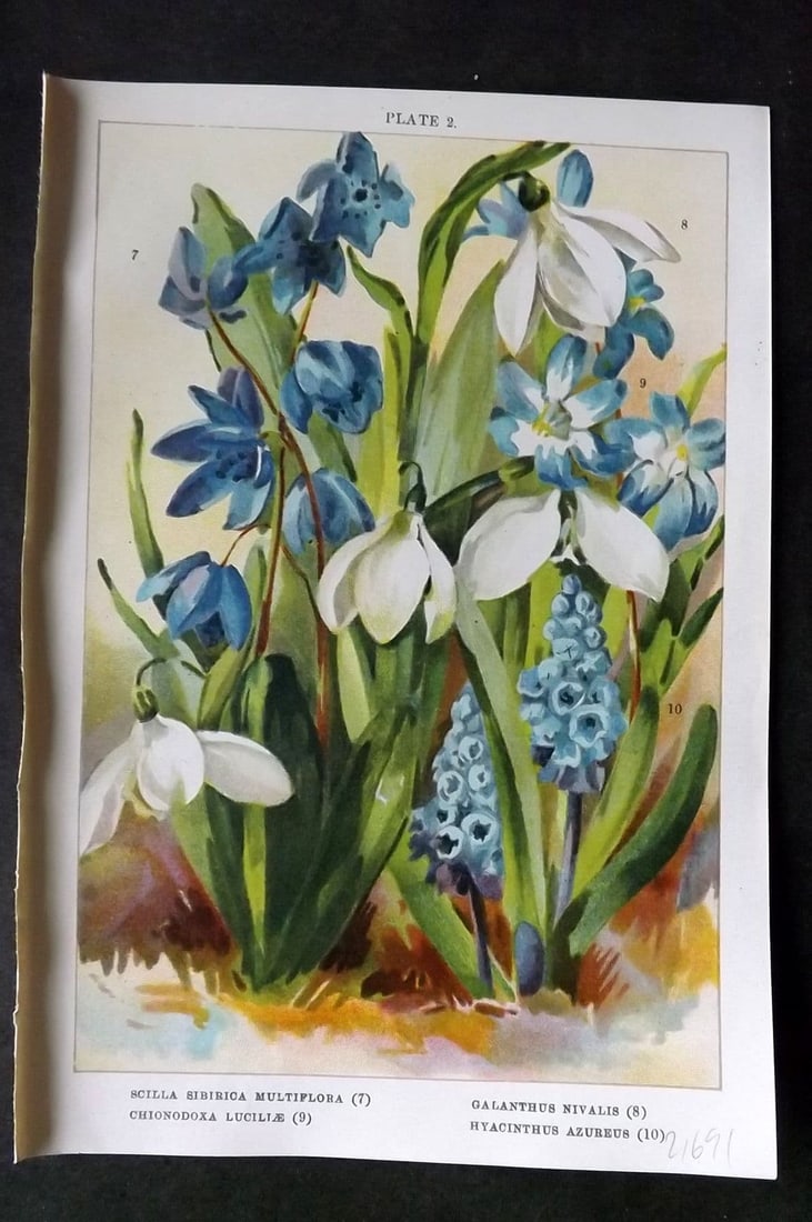 Weathers, John 1905 Print. Scilla Sibirica Galanthus Nivalis Chionodoxa, Hyacinthus 02: Antique Chromolithograph Published 1905, London for "Beautiful Bulbous Plants for the Open Air" by John Weathers. Paper Size: 8 x 5.5 inch (20 x 14cm) Good Condition