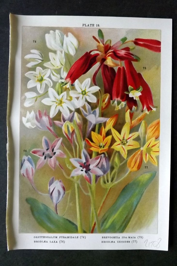 Weathers, John 1905 Botanical Print. Ornithogalum, Brevoortia, Brodiaea 19: Antique Chromolithograph Published 1905, London for "Beautiful Bulbous Plants for the Open Air" by John Weathers. Paper Size: 8 x 5.5 inch (20 x 14cm) Good Condition