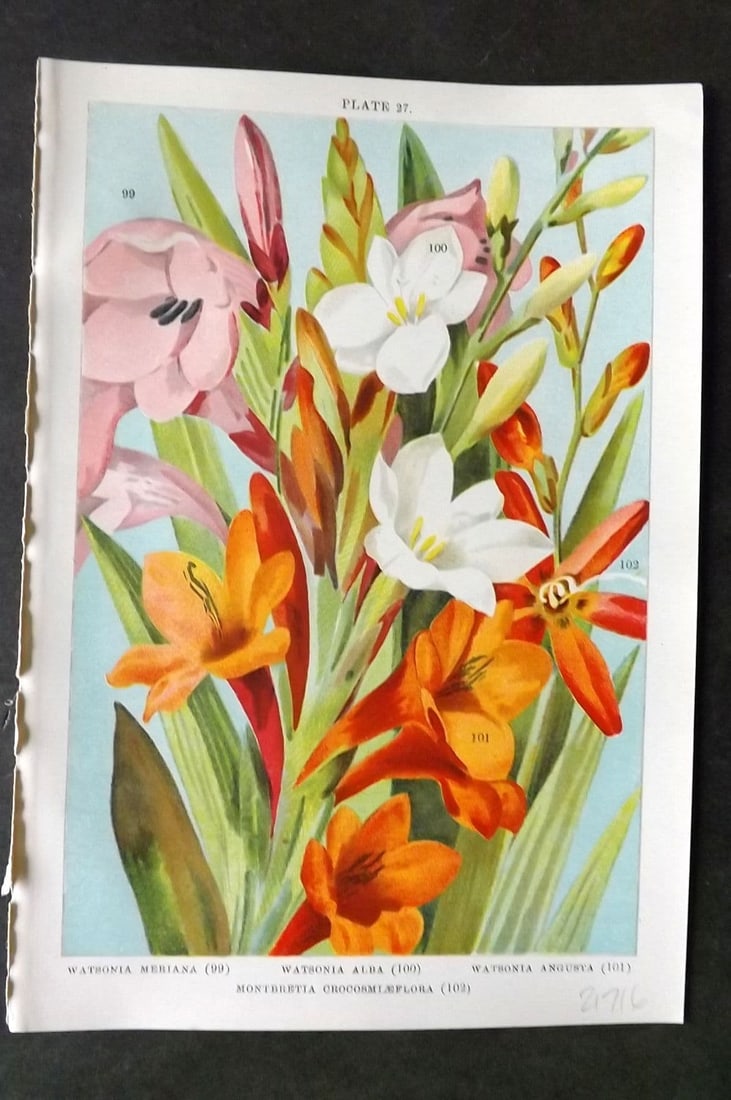 Weathers, John 1905 Botanical. Watsonia Meriana, Alba, Angusta, Montbretia 27: Antique Chromolithograph Published 1905, London for "Beautiful Bulbous Plants for the Open Air" by John Weathers. Paper Size: 8 x 5.5 inch (20 x 14cm) Good Condition