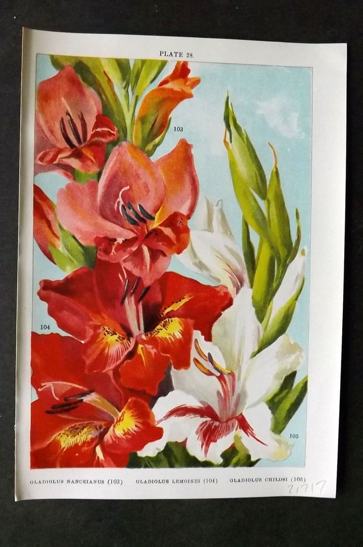 Weathers, John 1905 Botanical Print. Gladiolus Nanceianus, Lemoinei, Childsi 28: Antique Chromolithograph Published 1905, London for "Beautiful Bulbous Plants for the Open Air" by John Weathers. Paper Size: 8 x 5.5 inch (20 x 14cm) Good Condition
