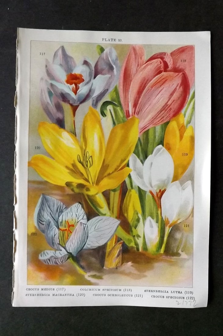 Weathers, John 1905 Botanical Print. Crocus, Colchicum, Sternbergia 33: Antique Chromolithograph Published 1905, London for "Beautiful Bulbous Plants for the Open Air" by John Weathers. Paper Size: 8 x 5.5 inch (20 x 14cm) Good Condition