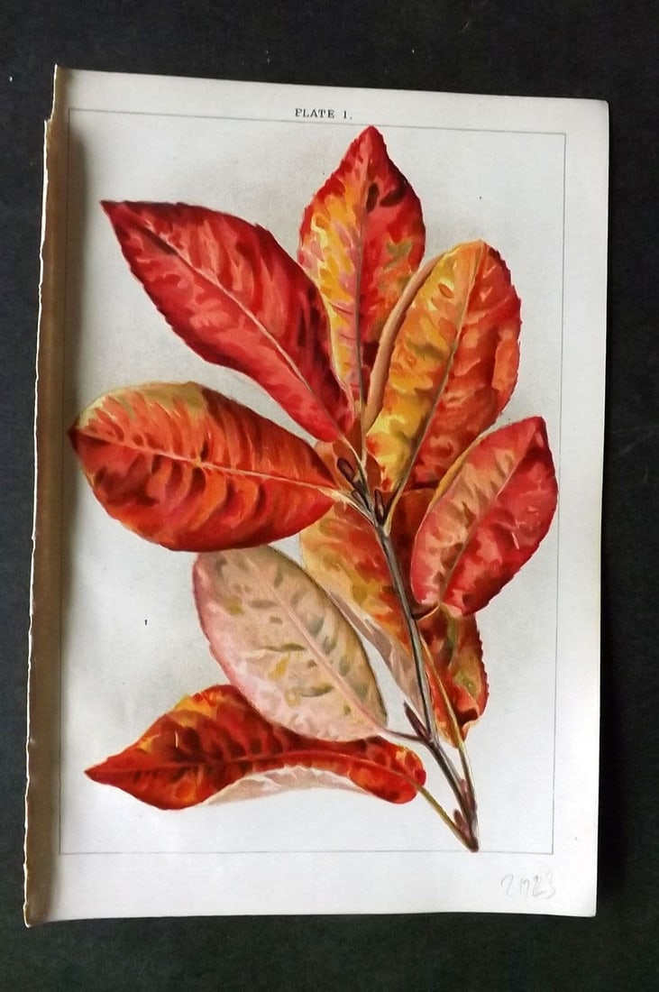 Weathers, John 1903 Botanical Print. Amelanchier Canadensis 01: Antique Chromolithograph Published 1903, London for "Beautiful Flowering Trees and Shrubs for British and Irish Gardens" by John Weathers. Illustrated by John Allen> Paper Size: 8 x 5.5 inch (20 x 14c