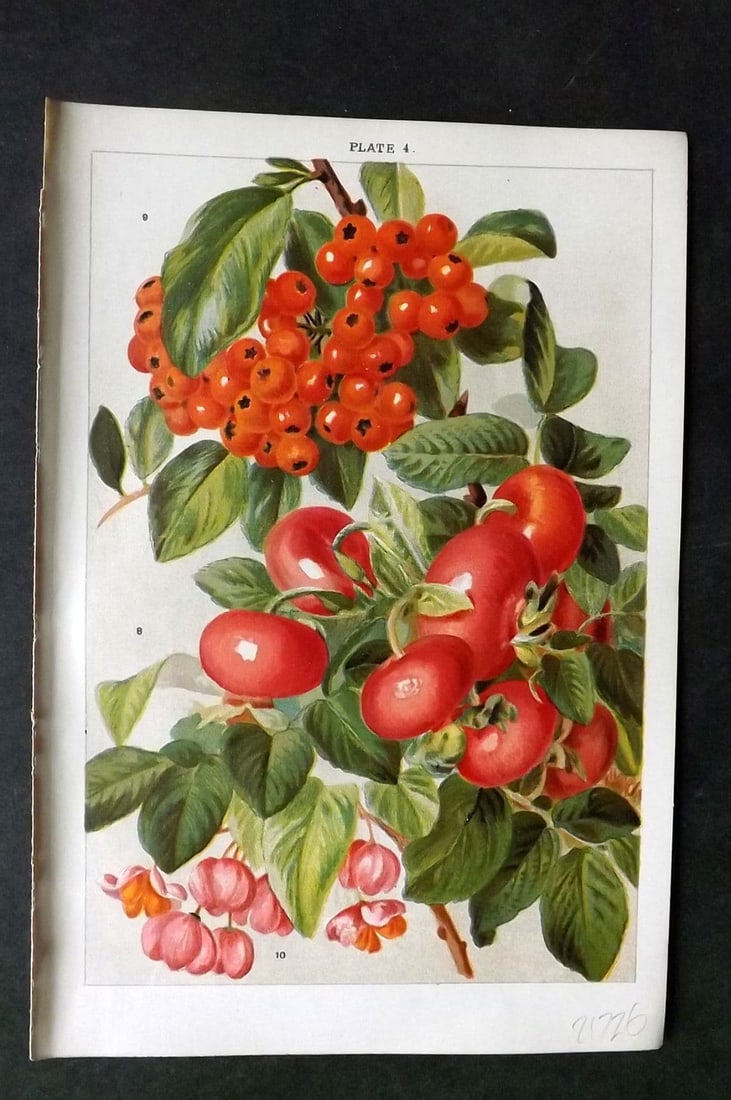 Weathers, John 1903 Botanical Print. Rosa Rugosa, Crataegus, Euonymus 04: Antique Chromolithograph Published 1903, London for "Beautiful Flowering Trees and Shrubs for British and Irish Gardens" by John Weathers. Illustrated by John Allen> Paper Size: 8 x 5.5 inch (20 x 14c