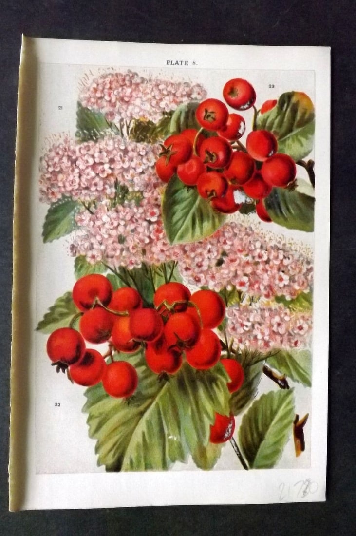 Weathers, John 1903 Botanical Print. Spiraea, Crataegus 08: Antique Chromolithograph Published 1903, London for "Beautiful Flowering Trees and Shrubs for British and Irish Gardens" by John Weathers. Illustrated by John Allen> Paper Size: 8 x 5.5 inch (20 x 14c