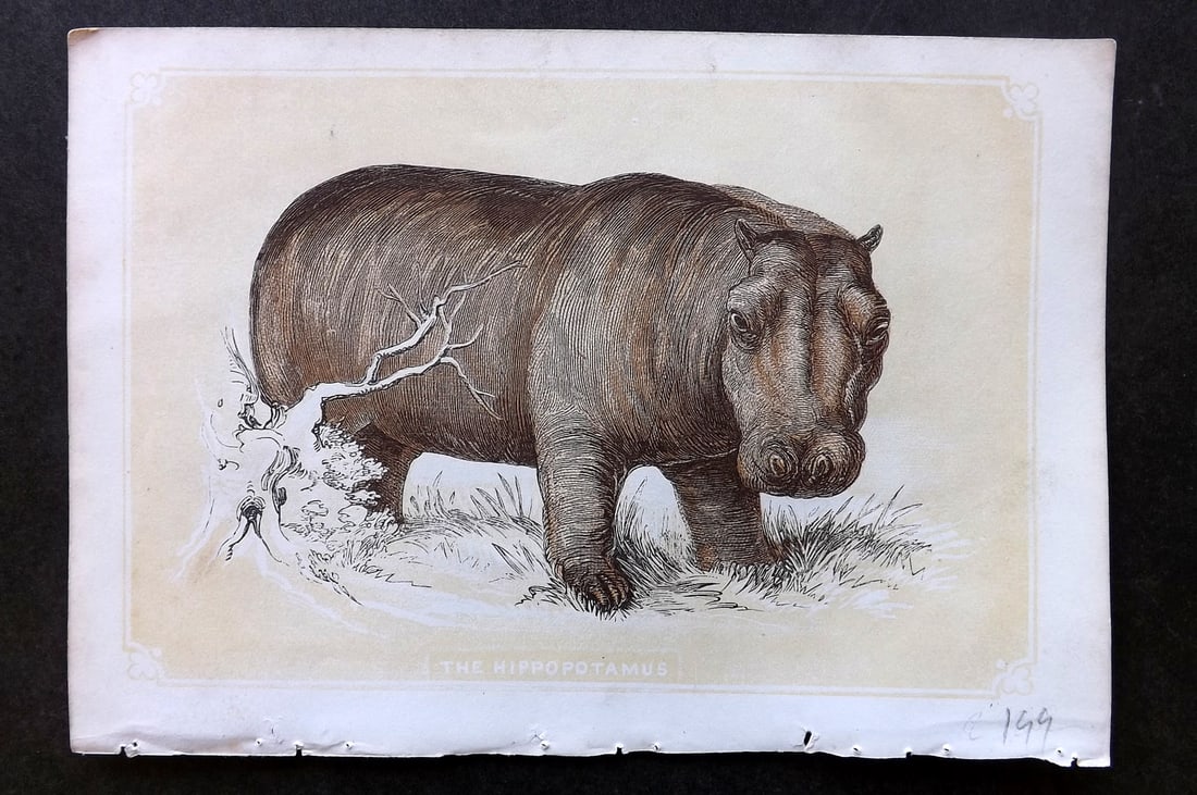 Bicknell, W. I. 1851 Antique Print. Hippopotamus: Woodblocks Published 1851, London for "The Natural History of the Sacred Scriptures" by W. I. Bicknell. Paper Size: 6.5 x 5 inch (16.5 x 13cm) Good Condition
