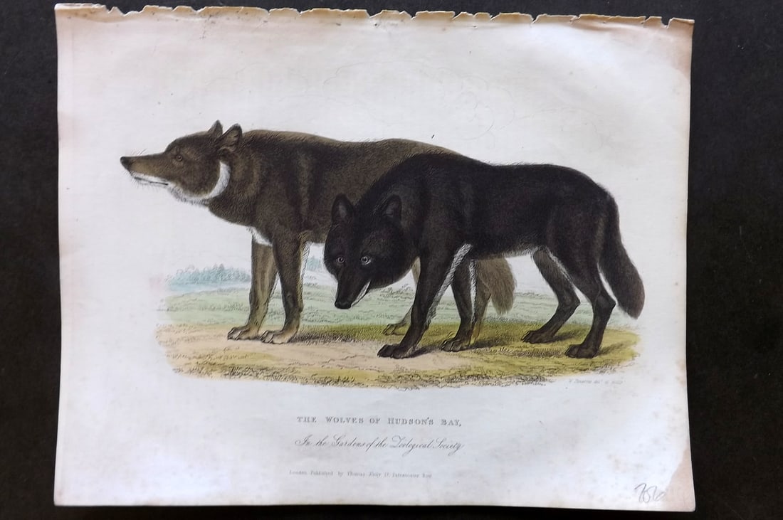 Buffon, Smellie & Huish 1862 Hand Col Print. Wolves of Hudson's Bay: Hand Colored Etching/Engraving Published 1862 by Thomas Kelly, London for "A Natural History, General and Particular..." by The Comte de Buffon and William Smellie. A New and Enlarged Edition, also co