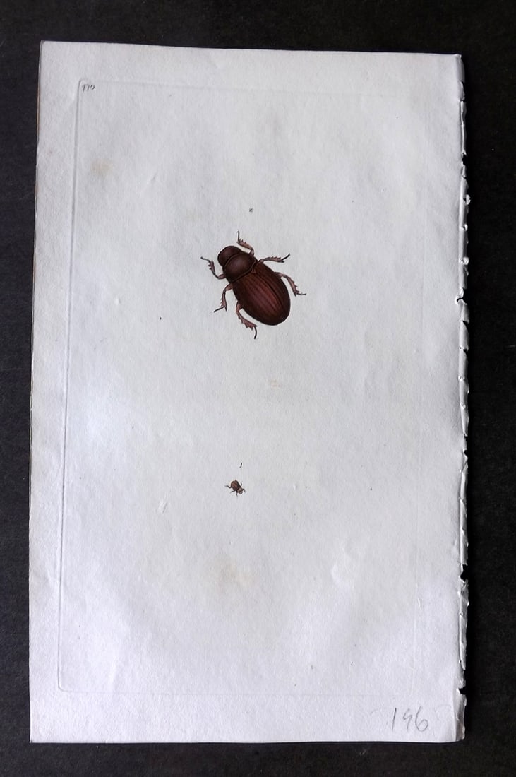 Donovan British Insects 1810 Hand Col Print. Globose Beetle 470 (1 of 1)