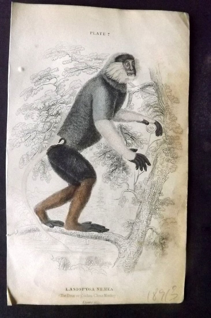 Jardine 1833 Hand Col Print. The Douc or Cochin-China Monkey 07 (1 of 1)