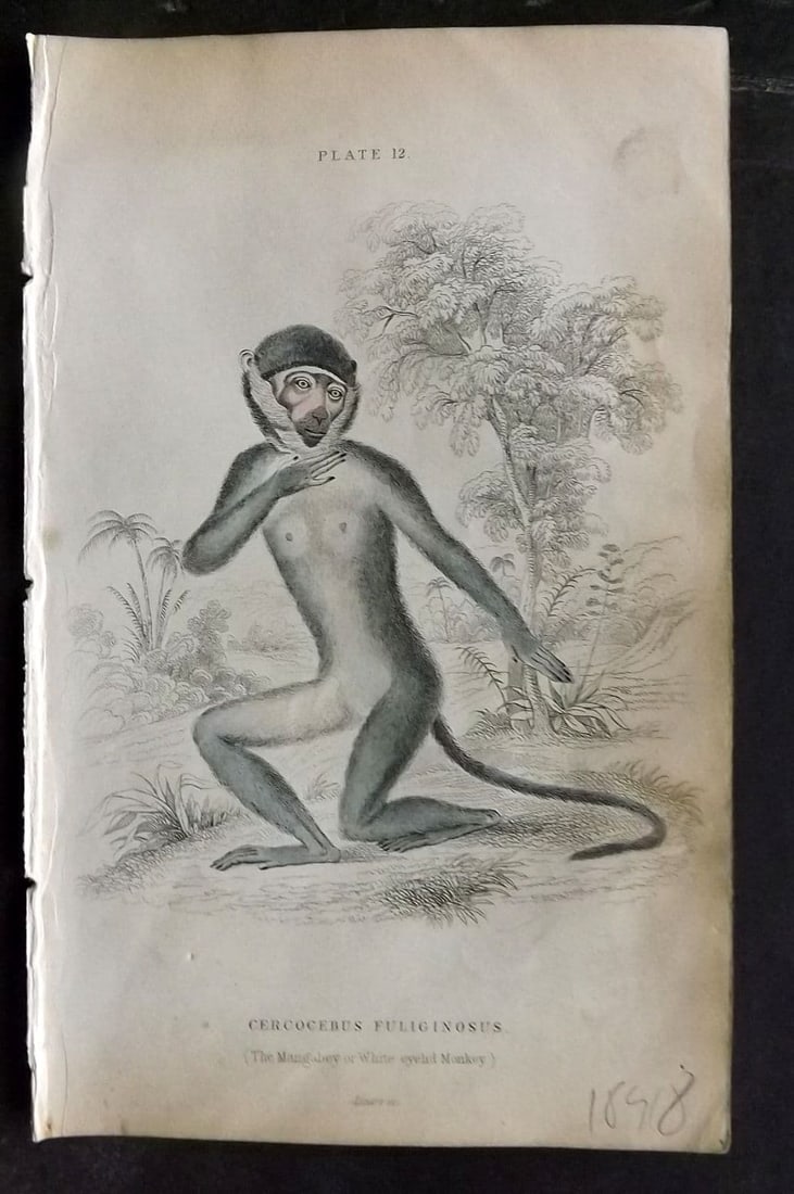 Jardine 1833 Hand Col Print. The Mangabey or White Eyelid Monkey 12 (1 of 1)