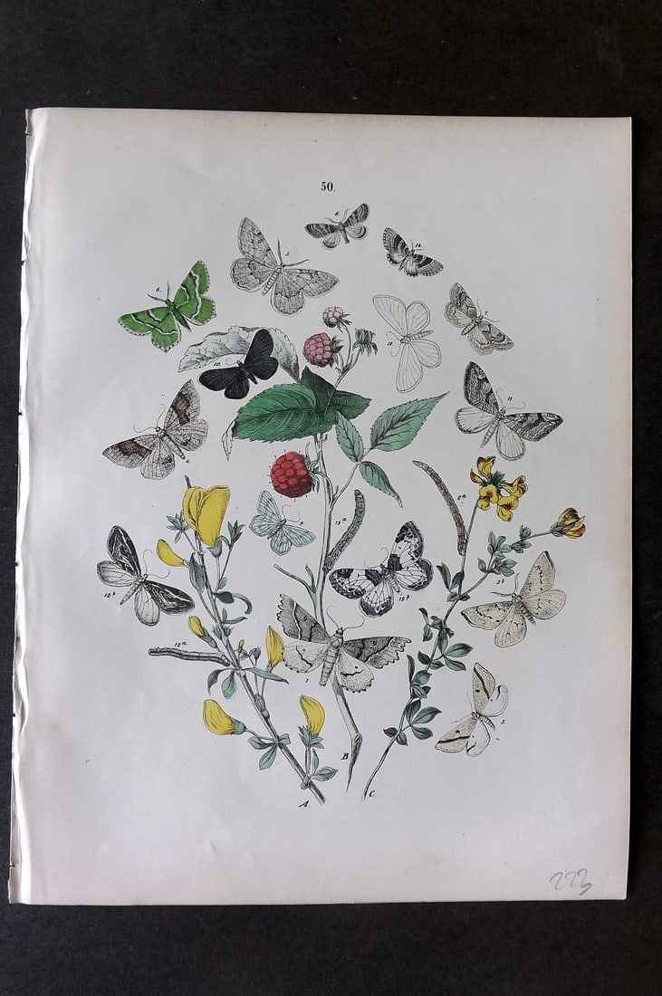 Kirby, William 1882 Hand Col Moth Print 50 (1 of 1)