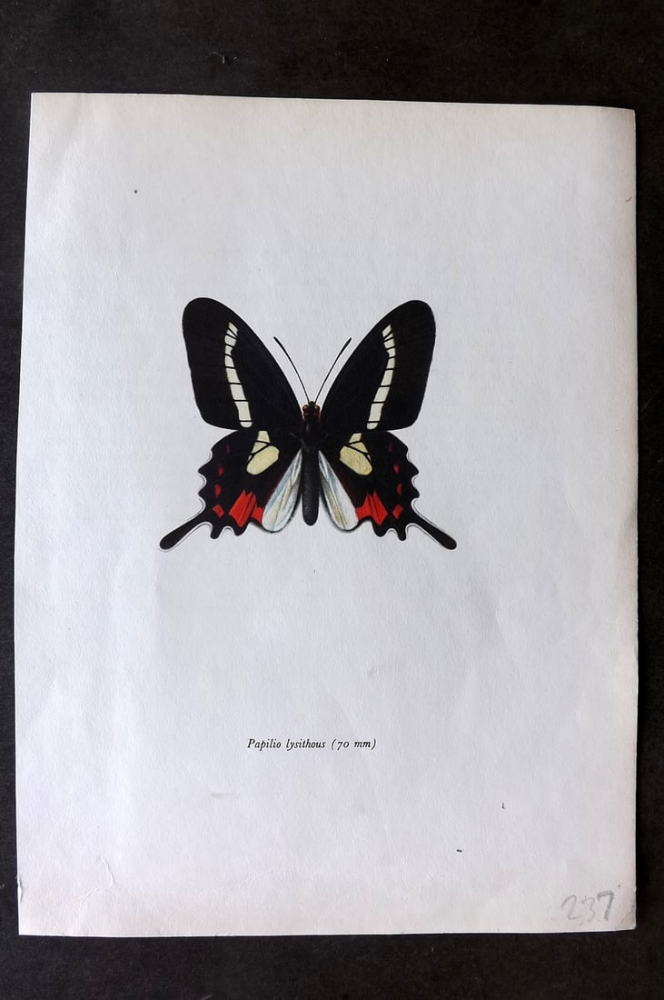 Prochazka, Frantisek 1963 Vintage Butterfly Print. Eurytides lysithous Hubner: Vintage Offset Lithograph Published 1963, London for "Beautiful Butterflies" by J. Moucha. Illustrated by Frantisek Prochazka. Descriptive text to verso, but this relates to the adjacent plate. On nic