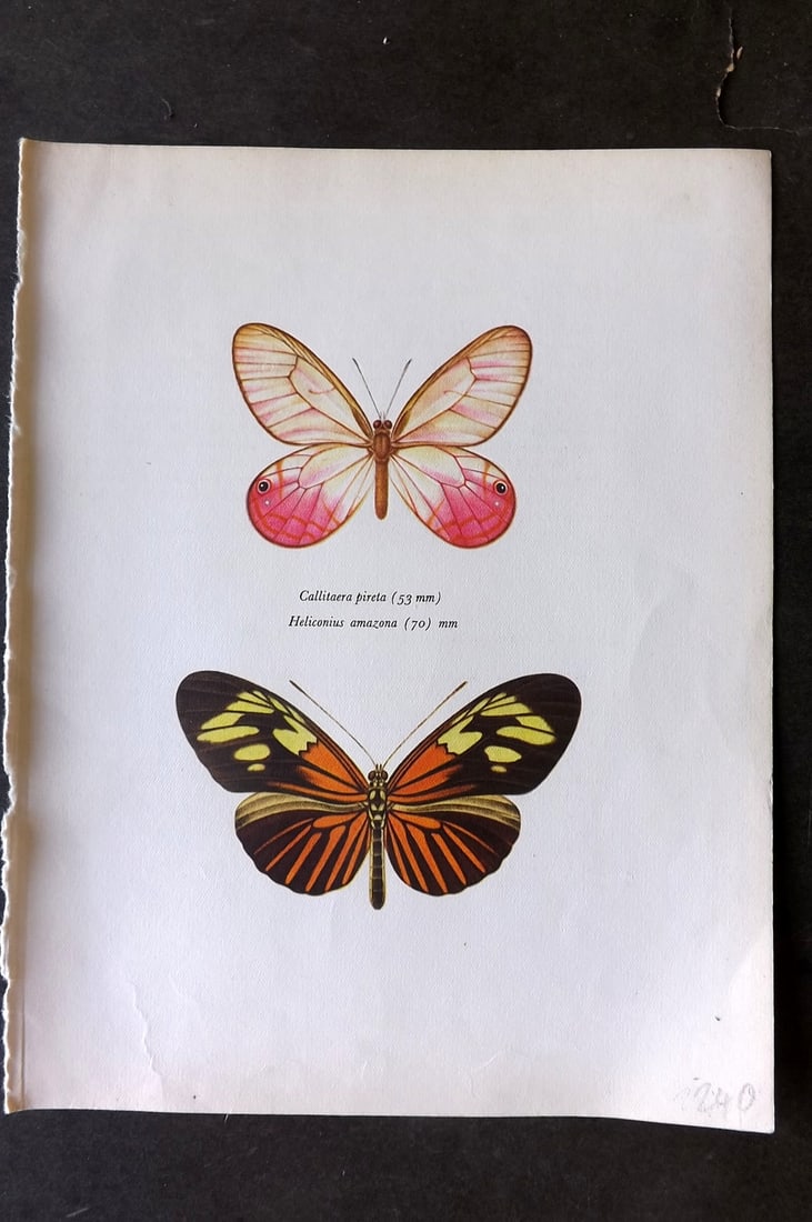 Prochazka, Frantisek 1963 Butterfly Callitaera Pireta Cramer Heliconius Amazona Staudinger (1 of 1)