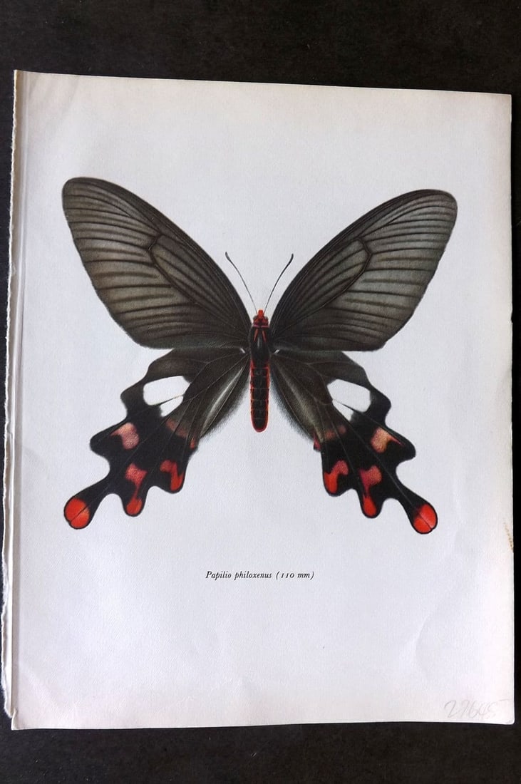 Prochazka, Frantisek 1963 Vintage Butterfly Print. Common Windmill: Vintage Offset Lithograph Published 1963, London for "Beautiful Butterflies" by J. Moucha. Illustrated by Frantisek Prochazka. Descriptive text to verso, but this relates to the adjacent plate. On nic