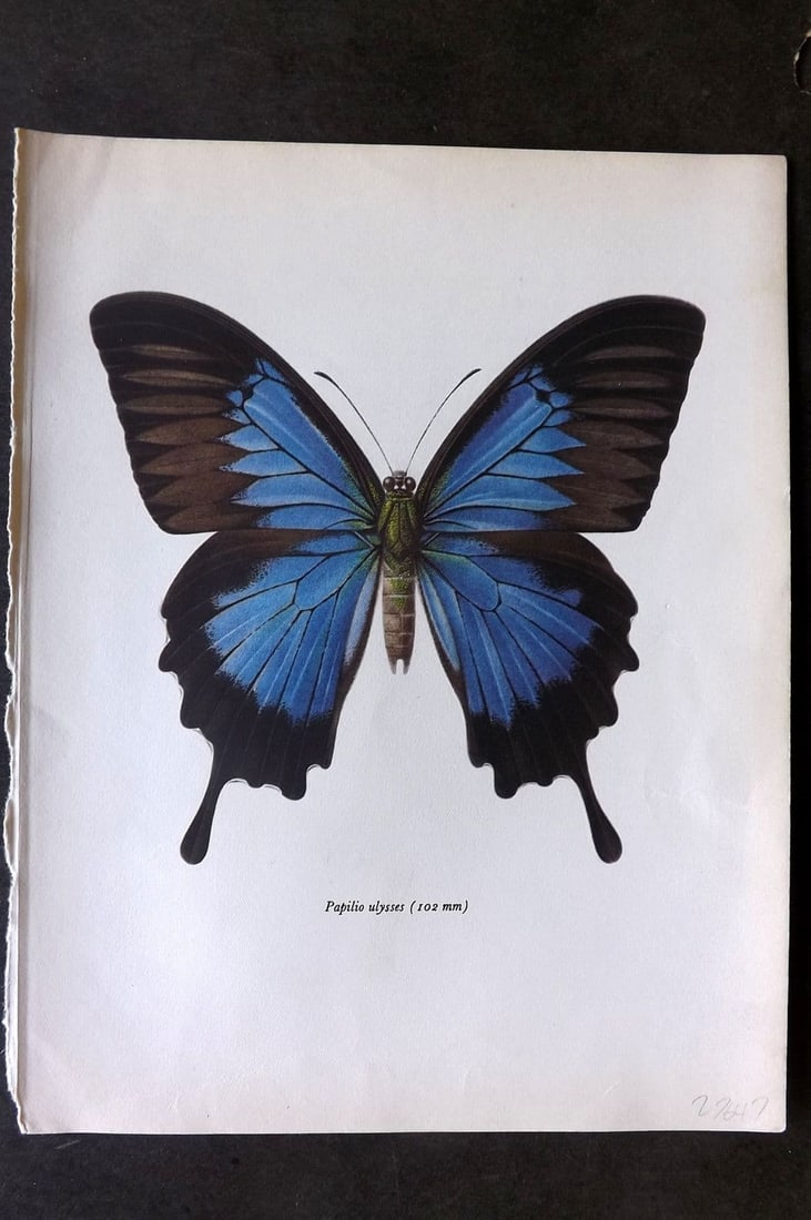 Prochazka, Frantisek 1963 Vintage Butterfly Print. Blue Mountain Butterfly: Vintage Offset Lithograph Published 1963, London for "Beautiful Butterflies" by J. Moucha. Illustrated by Frantisek Prochazka. Descriptive text to verso, but this relates to the adjacent plate. On nic