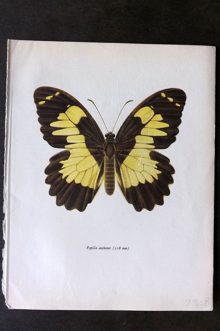 Prochazka, Frantisek 1963 Vintage Butterfly Print. Euchenor Butterfly: Vintage Offset Lithograph Published 1963, London for "Beautiful Butterflies" by J. Moucha. Illustrated by Frantisek Prochazka. Descriptive text to verso, but this relates to the adjacent plate. On nic