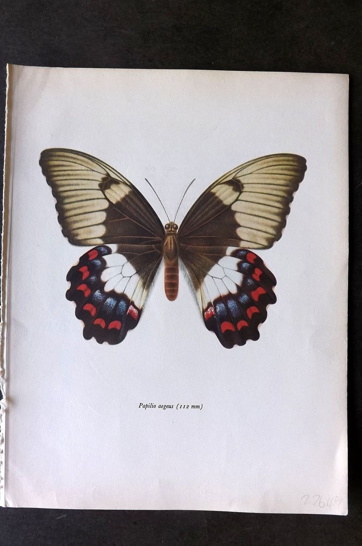 Prochazka, Frantisek 1963 Vintage Butterfly Print. Orchard Swallowtail (1 of 1)