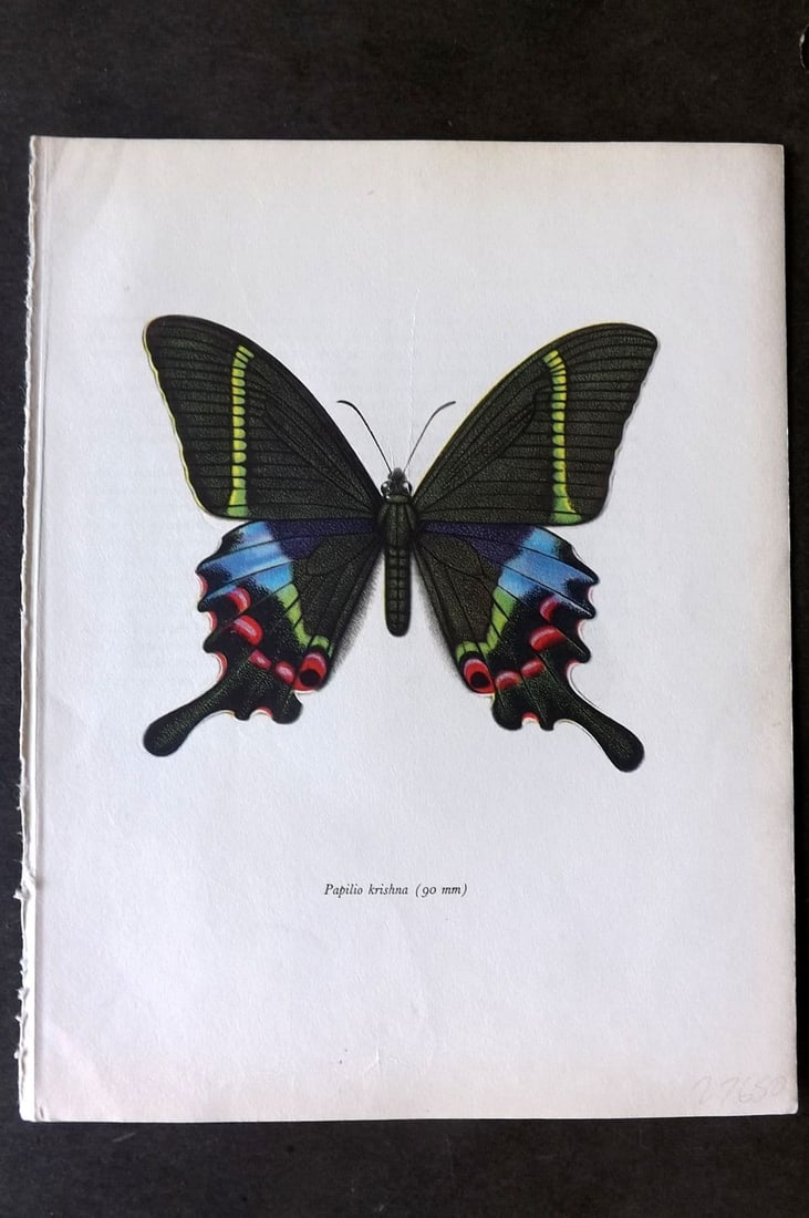 Prochazka, Frantisek 1963 Vintage Butterfly Print. Kirishna Peacock: Vintage Offset Lithograph Published 1963, London for "Beautiful Butterflies" by J. Moucha. Illustrated by Frantisek Prochazka. Descriptive text to verso, but this relates to the adjacent plate. On nic