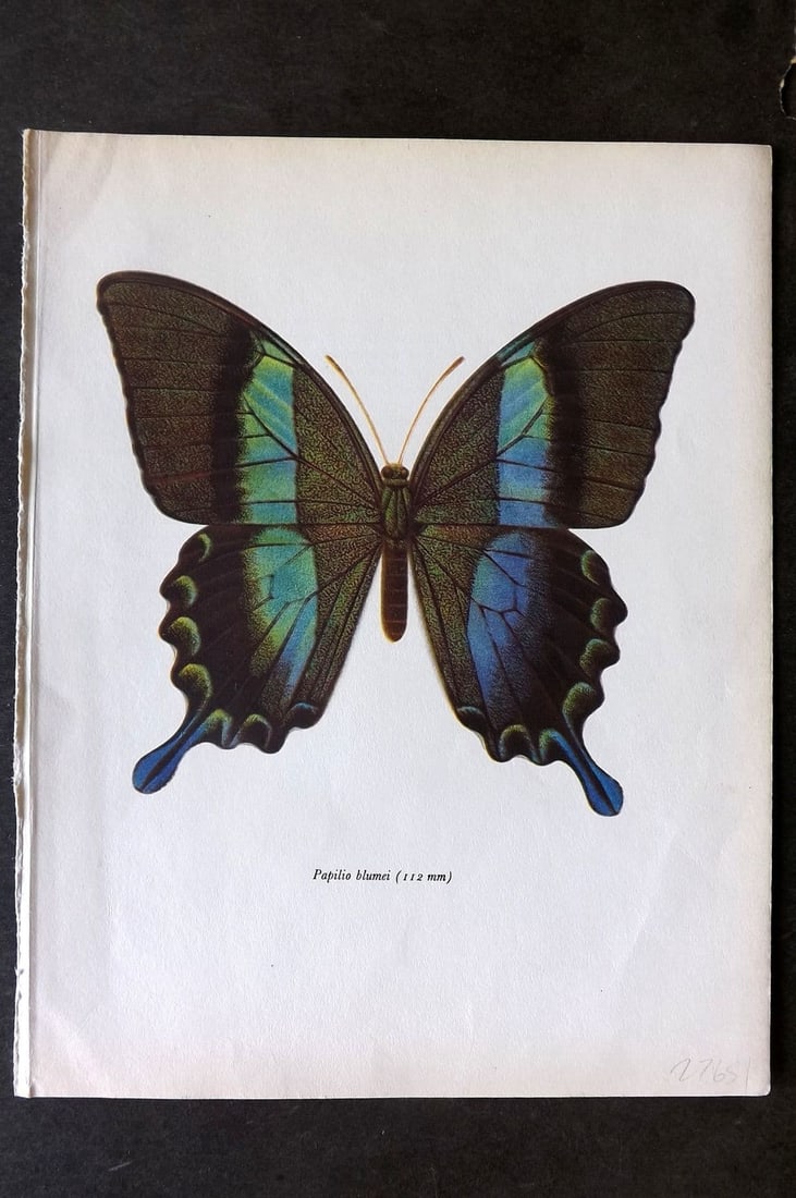 Prochazka, Frantisek 1963 Vintage Butterfly Print. Papilio Blumei Boisuval (1 of 1)