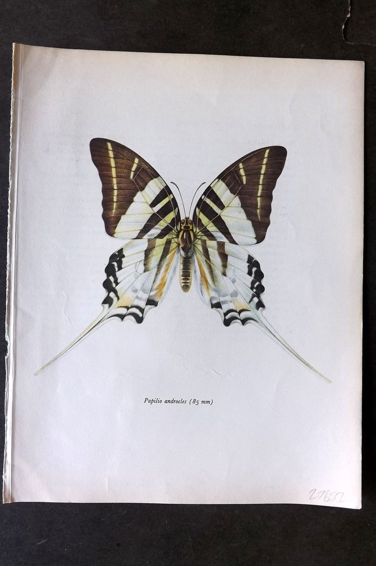 Prochazka, Frantisek 1963 Vintage Butterfly Print. Graphicum Androcles Boisduval: Vintage Offset Lithograph Published 1963, London for "Beautiful Butterflies" by J. Moucha. Illustrated by Frantisek Prochazka. Descriptive text to verso, but this relates to the adjacent plate. On nic