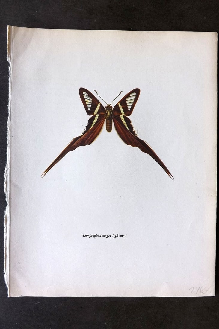 Prochazka, Frantisek 1963 Vintage Butterfly Print. Green Dragontail: Vintage Offset Lithograph Published 1963, London for "Beautiful Butterflies" by J. Moucha. Illustrated by Frantisek Prochazka. Descriptive text to verso, but this relates to the adjacent plate. On nic