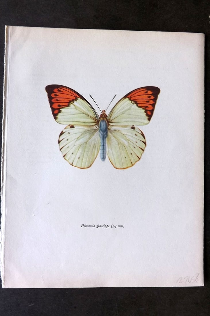 Prochazka, Frantisek 1963 Vintage Butterfly Print. Great Orange Tip: Vintage Offset Lithograph Published 1963, London for "Beautiful Butterflies" by J. Moucha. Illustrated by Frantisek Prochazka. Descriptive text to verso, but this relates to the adjacent plate. On nic