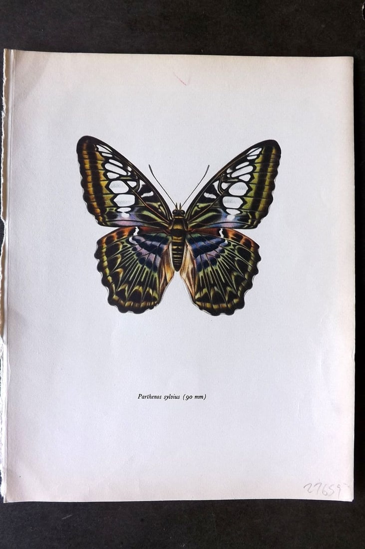 Prochazka, Frantisek 1963 Vintage Butterfly Print. The Clipper: Vintage Offset Lithograph Published 1963, London for "Beautiful Butterflies" by J. Moucha. Illustrated by Frantisek Prochazka. Descriptive text to verso, but this relates to the adjacent plate. On nic
