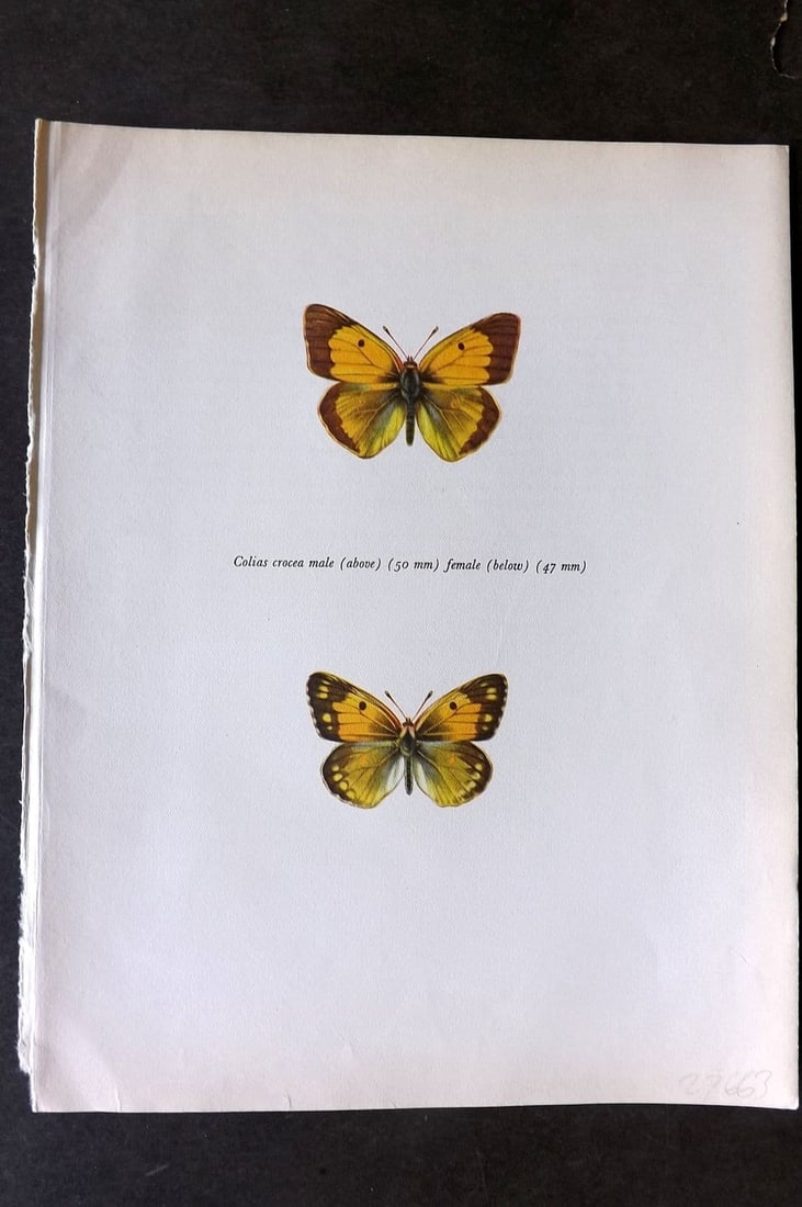 Prochazka, Frantisek 1963 Vintage Butterfly Print. Clouded Yellow: Vintage Offset Lithograph Published 1963, London for "Beautiful Butterflies" by J. Moucha. Illustrated by Frantisek Prochazka. Descriptive text to verso, but this relates to the adjacent plate. On nic