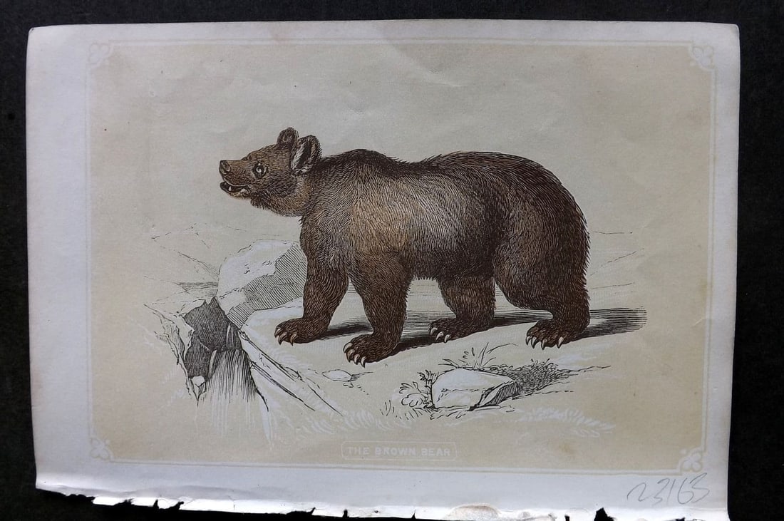 Bicknell, W. I . C1855 Antique Print. Brown Bear: Antique Woodblock Published 1851-60 by John Tallis, London for "The Natural History of The Sacred Scriptures, and Guide to General Zoology" by W. I. Bicknell. Paper Size: 6.5 x 5 inch (16.5 x 14cm) Go