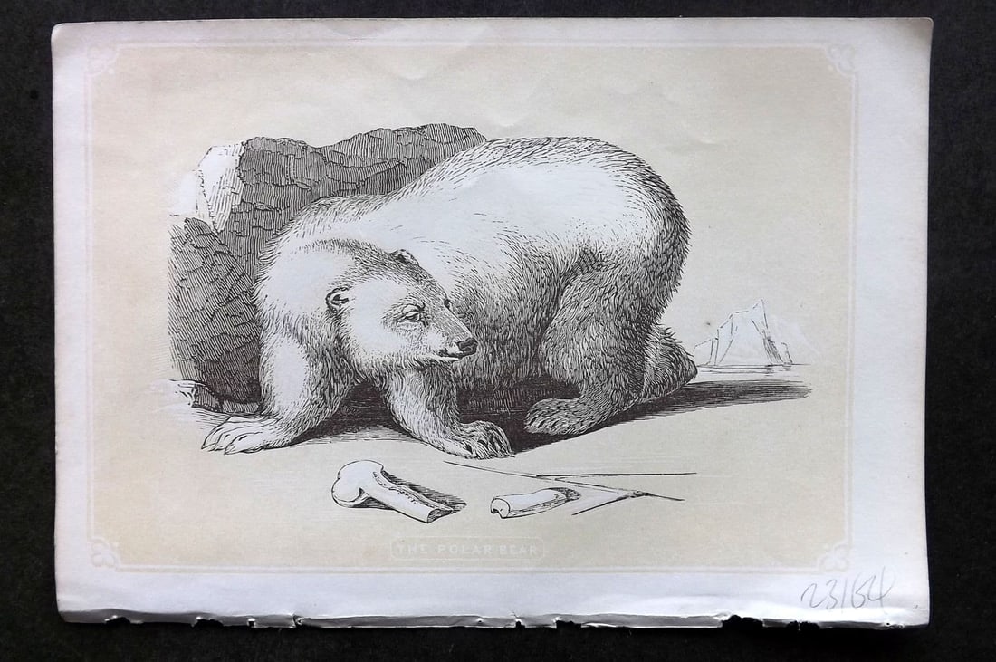 Bicknell, W. I. C1855 Antique Print. Polar Bear: Antique Woodblock Published 1851-60 by John Tallis, London for "The Natural History of The Sacred Scriptures, and Guide to General Zoology" by W. I. Bicknell. Paper Size: 6.5 x 5 inch (16.5 x 14cm) Go