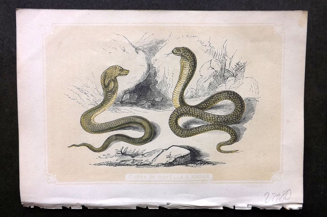Bicknell, W. I. C1855 Antique Print. Cobra di Capella & Adder Snake (1 of 1)