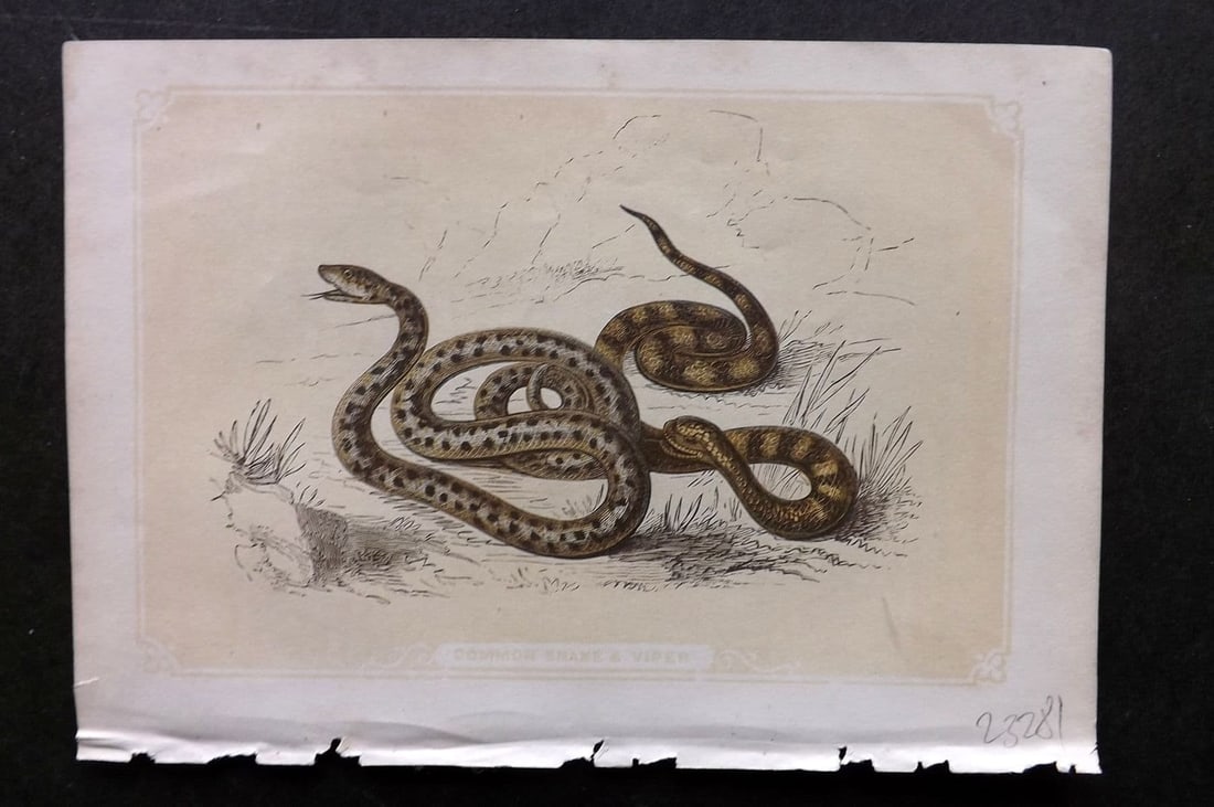 Bicknell, W. I. C1855 Antique Print. Common Snake & Viper (1 of 1)