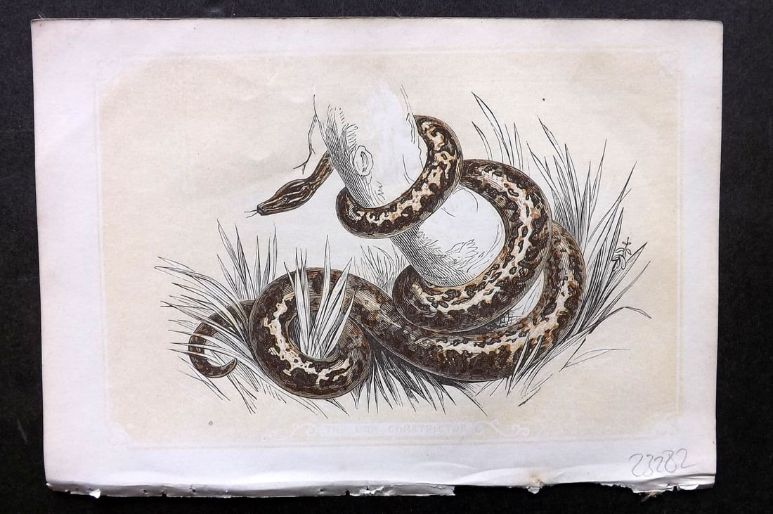 Bicknell, W. I. C1855 Antique Print. Boa Constructor Snake (1 of 1)