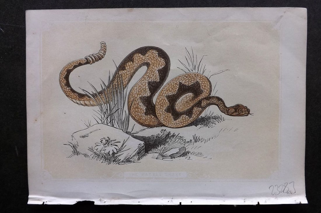 Bicknell, W. I. C1855 Antique Print. Rattle Snake (1 of 1)