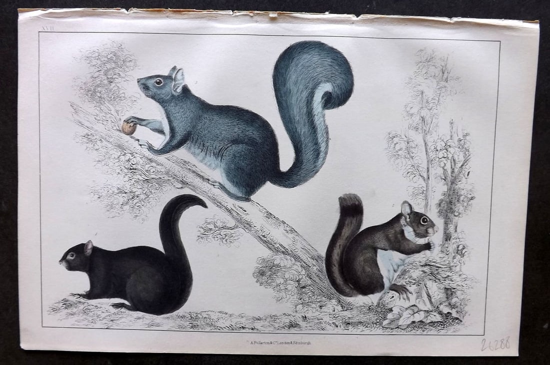 Goldsmith, Oliver 1855 Hand Col Print. American, Grey, Chickaree Squirrel 17: Antique Etching/Engraving Published 1855 by A. Fullarton & Co., London for "A History of the Earth and Animated Nature" by Oliver Goldsmith. Fine hand colour as issued. Paper Size: 10 x 6 inch (25 x 1