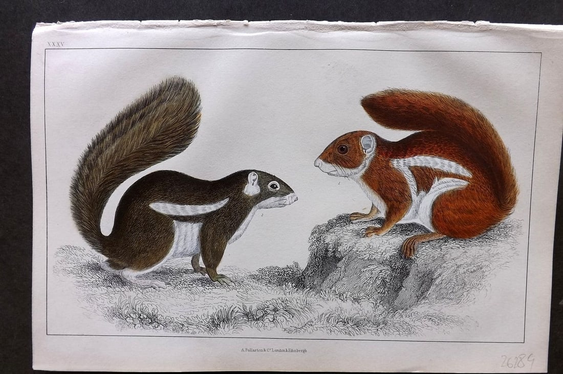 Goldsmith, Oliver 1855 Hand Col Print. Fire Footed & Hottentot Squirrel 35: Antique Etching/Engraving Published 1855 by A. Fullarton & Co., London for "A History of the Earth and Animated Nature" by Oliver Goldsmith. Fine hand colour as issued. Paper Size: 10 x 6 inch (25 x 1