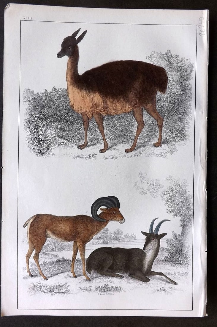 Goldsmith, Oliver 1855 Hand Col Print. Vicugna of Peru. Argali or Big Horn 43 (1 of 1)