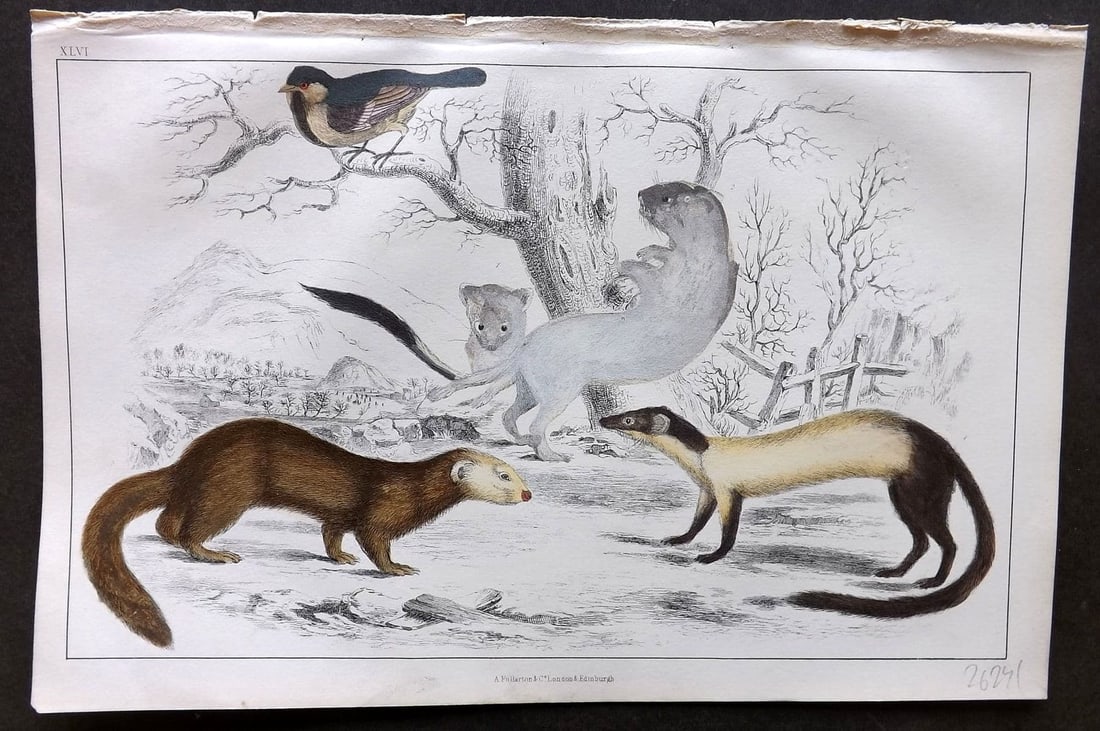 Goldsmith, Oliver 1855 Hand Col Print. Ermine, Weasel, Java Ferret 46: Antique Etching/Engraving Published 1855 by A. Fullarton & Co., London for "A History of the Earth and Animated Nature" by Oliver Goldsmith. Fine hand colour as issued. Paper Size: 10 x 6 inch (25 x 1