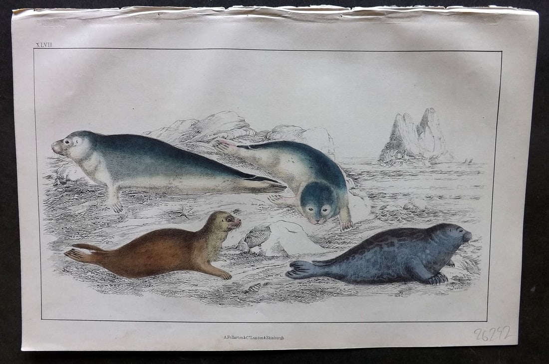 Goldsmith, Oliver 1855 Hand Col Print. Common Seal. Fetid Seal 47: Antique Etching/Engraving Published 1855 by A. Fullarton & Co., London for "A History of the Earth and Animated Nature" by Oliver Goldsmith. Fine hand colour as issued. Paper Size: 10 x 6 inch (25 x 1