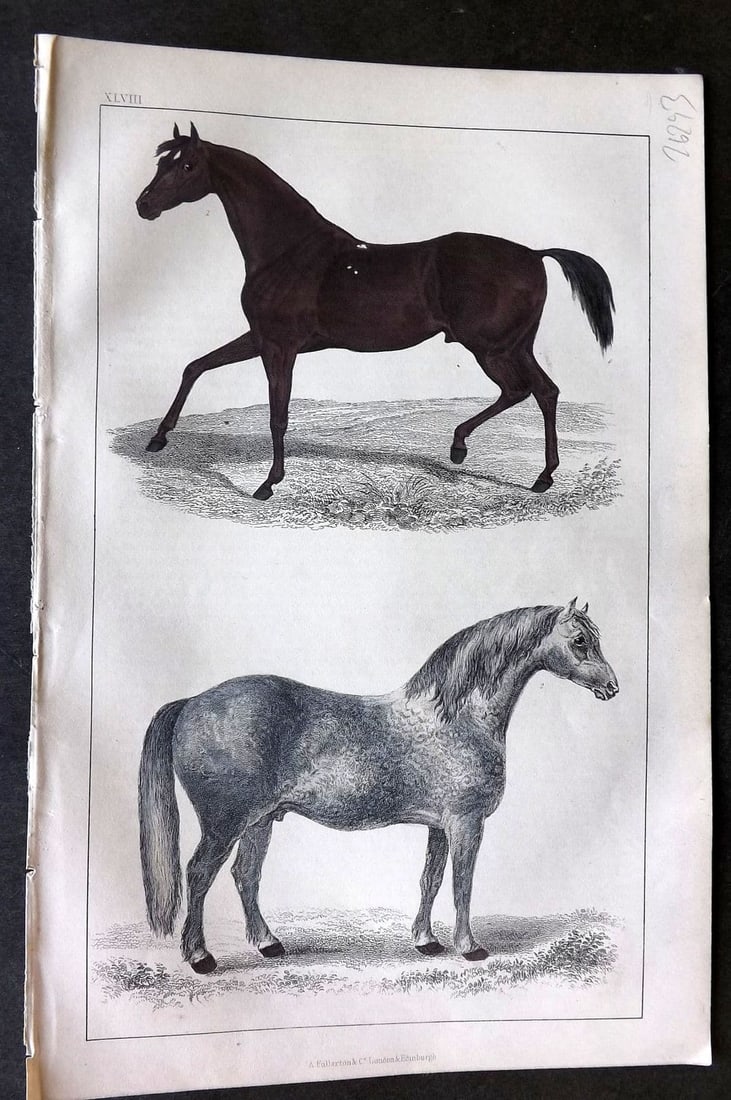 Goldsmith, Oliver 1855 Hand Col Print. Race Horse. Cart Horse 48 (1 of 1)