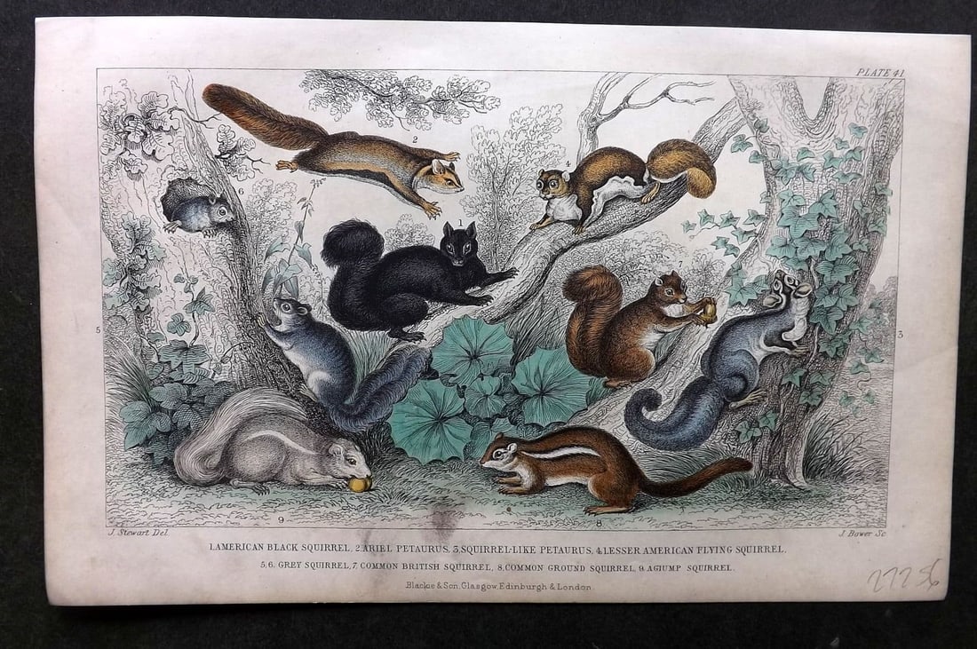 Goldsmith, Oliver 1857 Hand Col Print. Squirrels: Antique Steel Engraving Published 1857 by Blackie & Son, London for "A History of the Earth and Animated Nature" by Oliver Goldsmith. Fine hand colour as issued. Tiny mark at bottom. Paper Size: 9.5 x