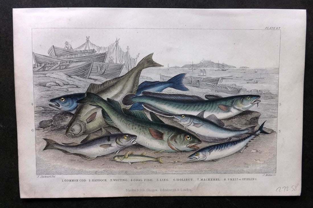Goldsmith, Oliver 1857 HC Fish. Cod, Haddock, Whiting, Coal Fish, Ling, Mackerel, Smelt: Antique Steel Engraving Published 1857 by Blackie & Son, London for "A History of the Earth and Animated Nature" by Oliver Goldsmith. Fine hand colour as issued. Paper Size: 9.5 x 6 inch (24 x 15cm) G