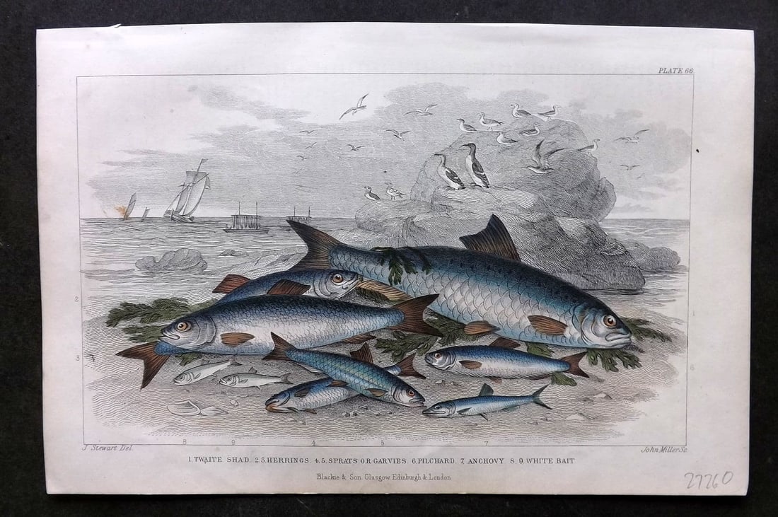 Goldsmith, Oliver 1857 HCol Fish Print. Twaite Shad Herrings, Sprats, Pilchard, Anchovy: Antique Steel Engraving Published 1857 by Blackie & Son, London for "A History of the Earth and Animated Nature" by Oliver Goldsmith. Fine hand colour as issued. Paper Size: 9.5 x 6 inch (24 x 15cm) G