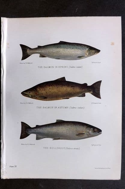Maxwell, Herbert 1904 Antique Fish Print. Salmon in Spring & Autumn, Bull Trout 09: Antique Chromolithograph Published 1904, London for "British Fresh-Water Fishes" by Herbert Maxwell. Paper Size: 10 x 7.5 inch (25 x 19cm) Some background toning.