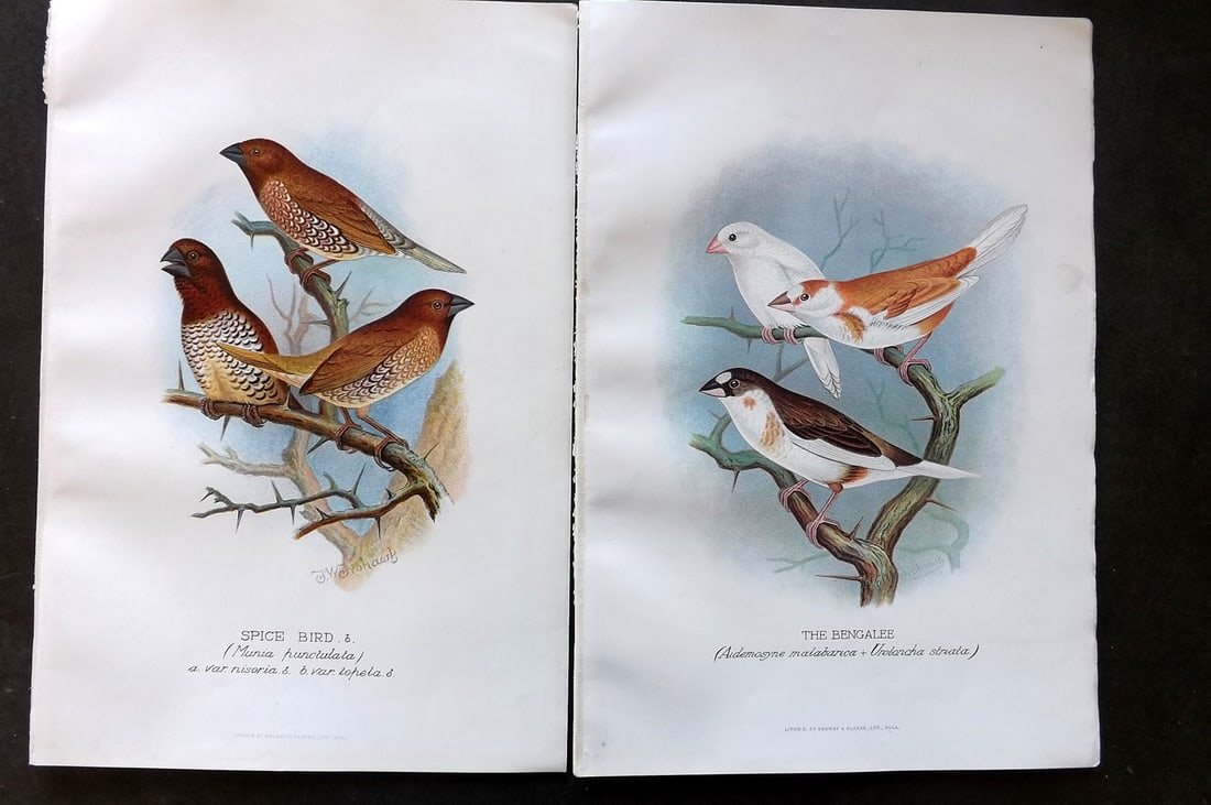 Frohawk, F. W. & Butler, Arthur 1899 Pair of Antique Bird Prints (1 of 1)