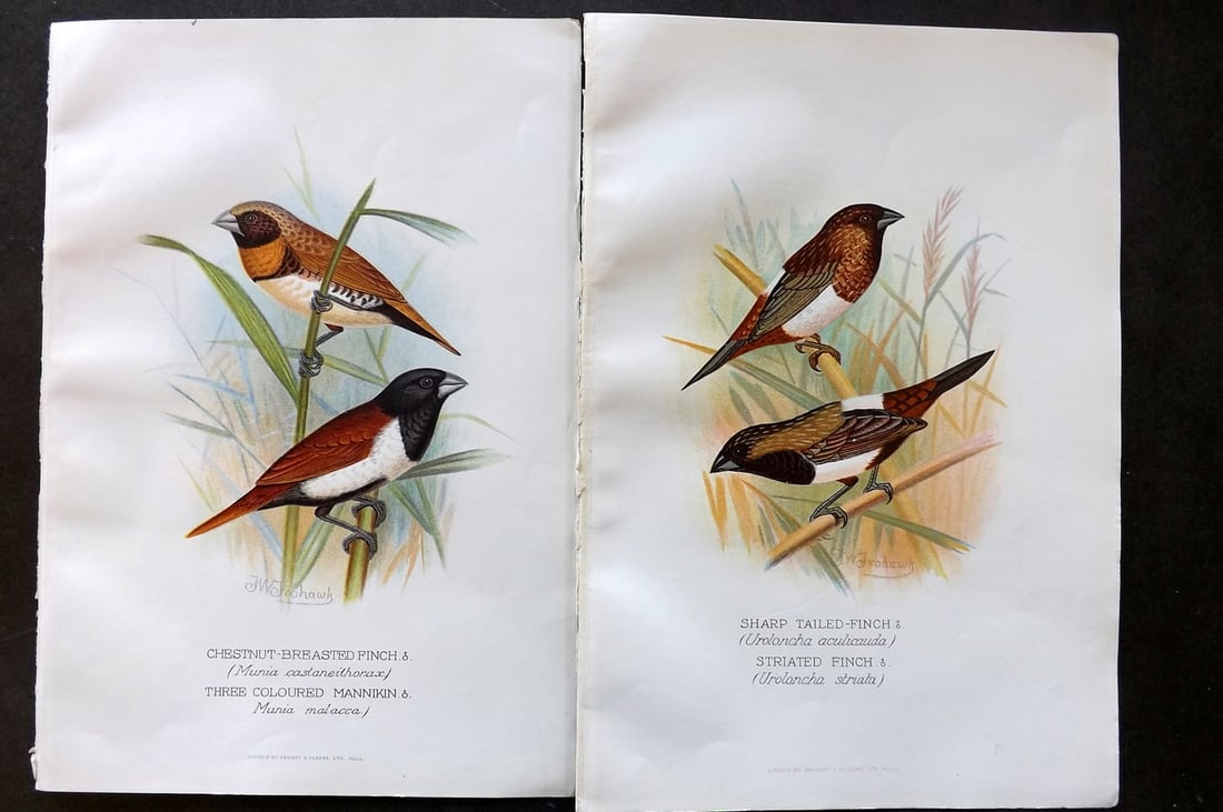 Frohawk, F. W. & Butler, Arthur 1899 Pair of Antique Bird Prints (1 of 1)